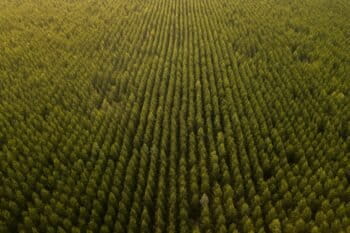 Brazil is the largest eucalyptus producer in the world. Eucalyptus production has been linked to several social and environmental violations such as land grabbing, human right abuses, and environmental harm from use of pesticides to biodiversity loss. Image © Markus Mauthe/Greenpeace.