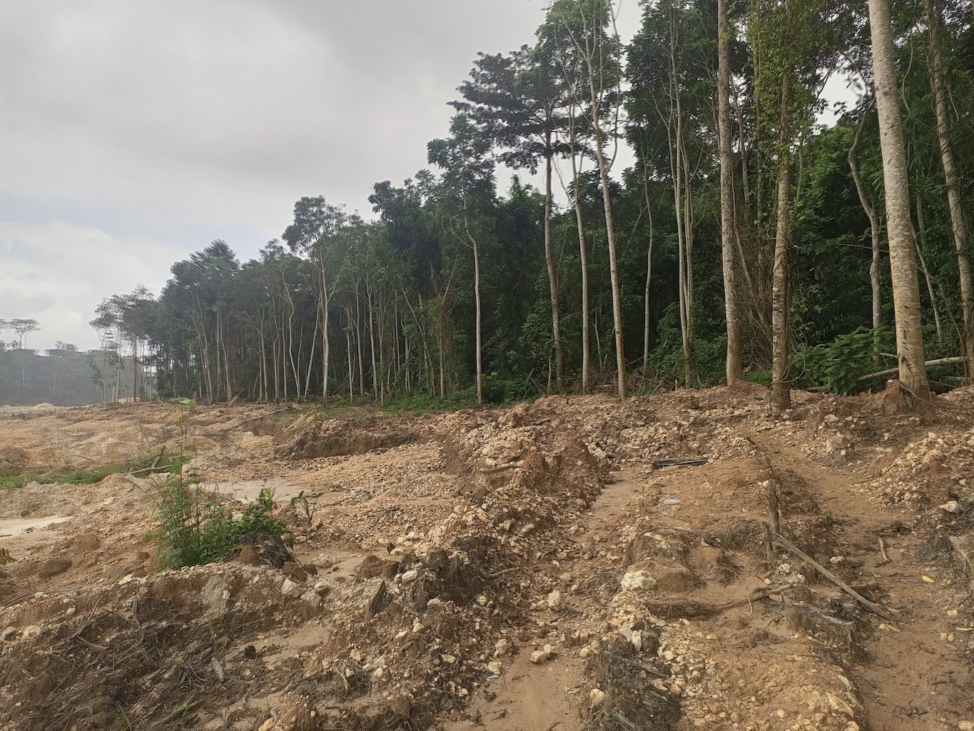 Successful campaign proves Ghana’s forests are worth more&hellip;