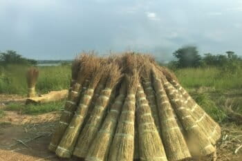 Thatching grass collected in the miombo woodlands. Thatching grass is used to roof homes, woven into fences and for other purposes, and is one of the numerous non-timber forest products derived from the woodlands. Image courtesy of Edwin Tambara, AWF.