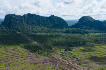 Having already picked Phnom Chum Rok Sat community forest clean of large, valuable trees, loggers working for Lin Vatey now appear to be clear-cutting what remains of the forest. Image by Gerald Flynn / Mongabay