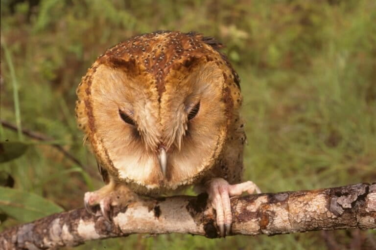 The Itombwe owl: Two birds and an identity crisis