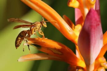 A yellow oriental paper wasp (Polistes olivaceus)