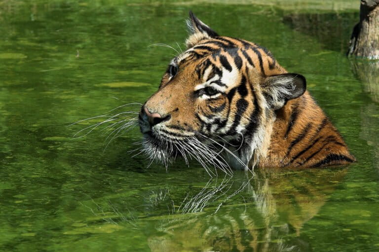 The Malayan tiger (Panthera tigris jacksoni) is critically endangered.