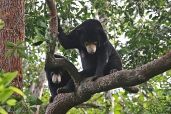 A pair of sun bears (Helarctos malayanus) in a tree.