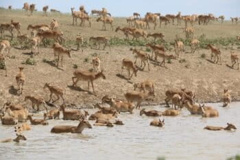Saiga antelope herd. Image by Yakov Fedorov via Wikimedia Commons (CC BY-SA 4.0).