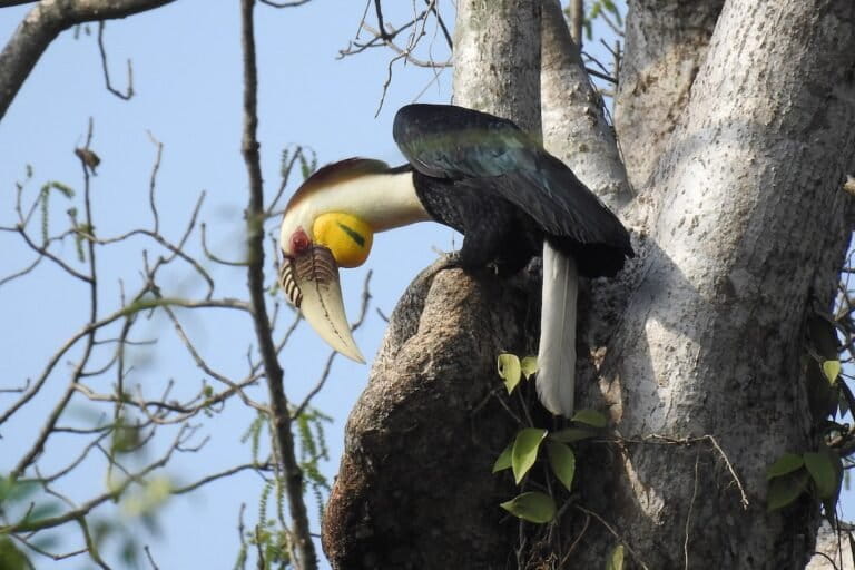 Wreathed hornbill at nest