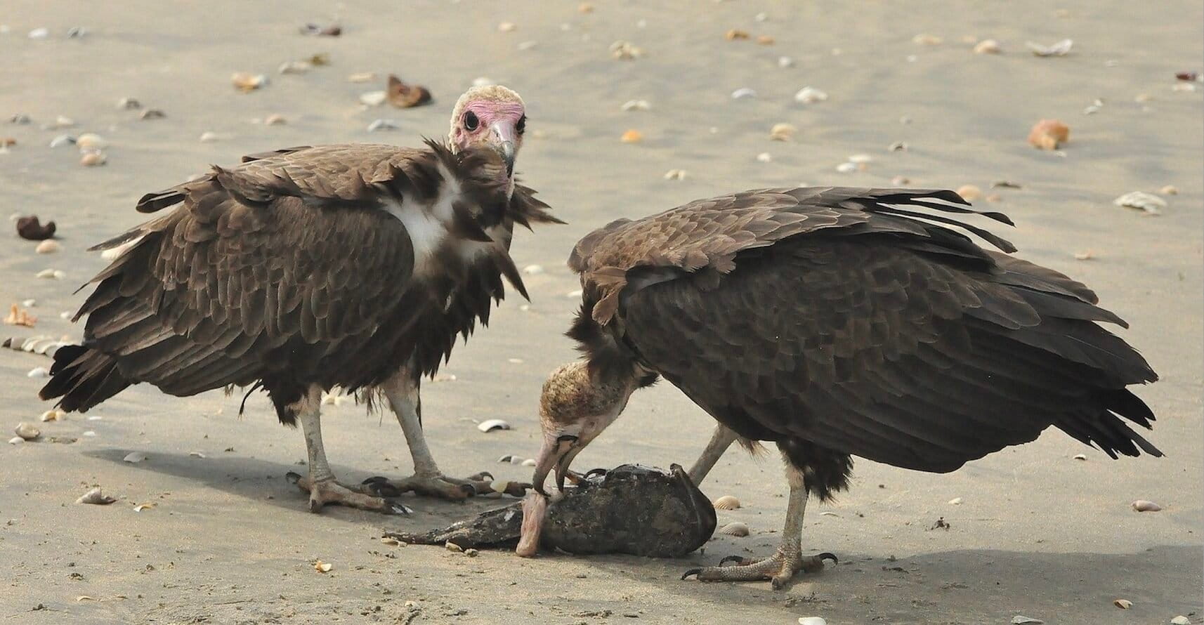 Two hooded vultures in the Gambia. Image by Roger Sanderson via Flickr (CC BY-NC 2.0).
