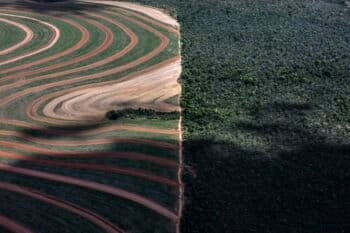 Commodities such as corn, cattle and soy are major drivers of deforestation yet receive heavy financing from banks. Image © Marizilda Cruppe/Greenpeace.