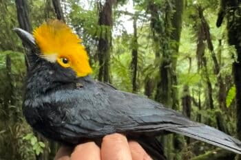 Stunning photo is the first ever of a yellow-crested helmetshrike. Image by Matt Brady.