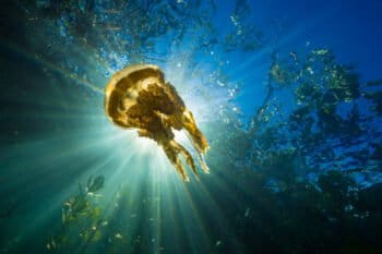A jellyfish swims in the sun in the mangroves.