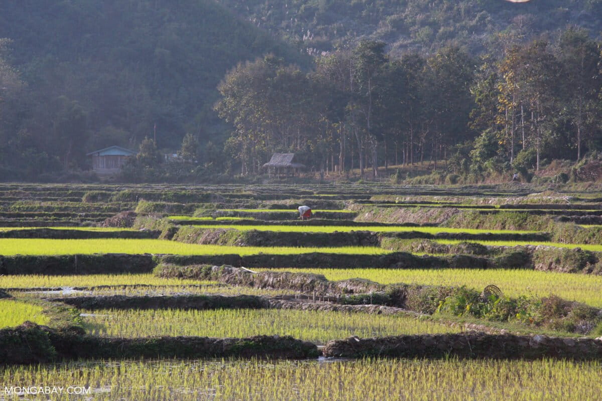 Green rice paddies in Udomxai province, Laos. Photo by Rhett A. Butler