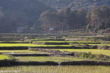 Green rice paddies in Udomxai province, Laos. Photo by Rhett A. Butler