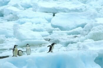 A group of chinstrap penguins on pack ice on Seal Island in Antarctica.