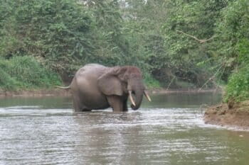 Elephant (Loxodonta cyclotis). Image by Lucy Keith-Diagne via iNaturalist (CC BY 4.0).