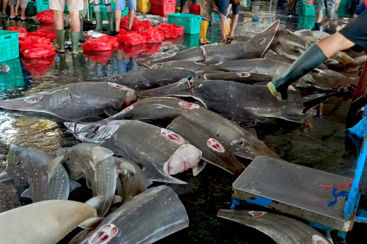 Shark and ray remains after their fins have been removed at Brondong Harbor, East Java.