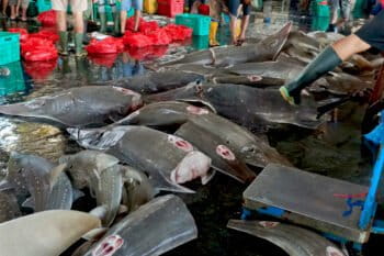 Shark and ray remains after their fins have been removed at Brondong Harbor, East Java.