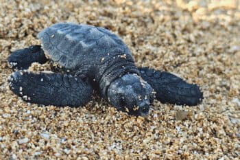 A loggerhead turtle hatchling on Al-Mansouri beach.