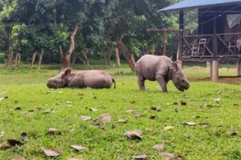 Juvenile one-horned rhinos at a rescue center in Chitwan. Image by Abhaya Raj Joshi