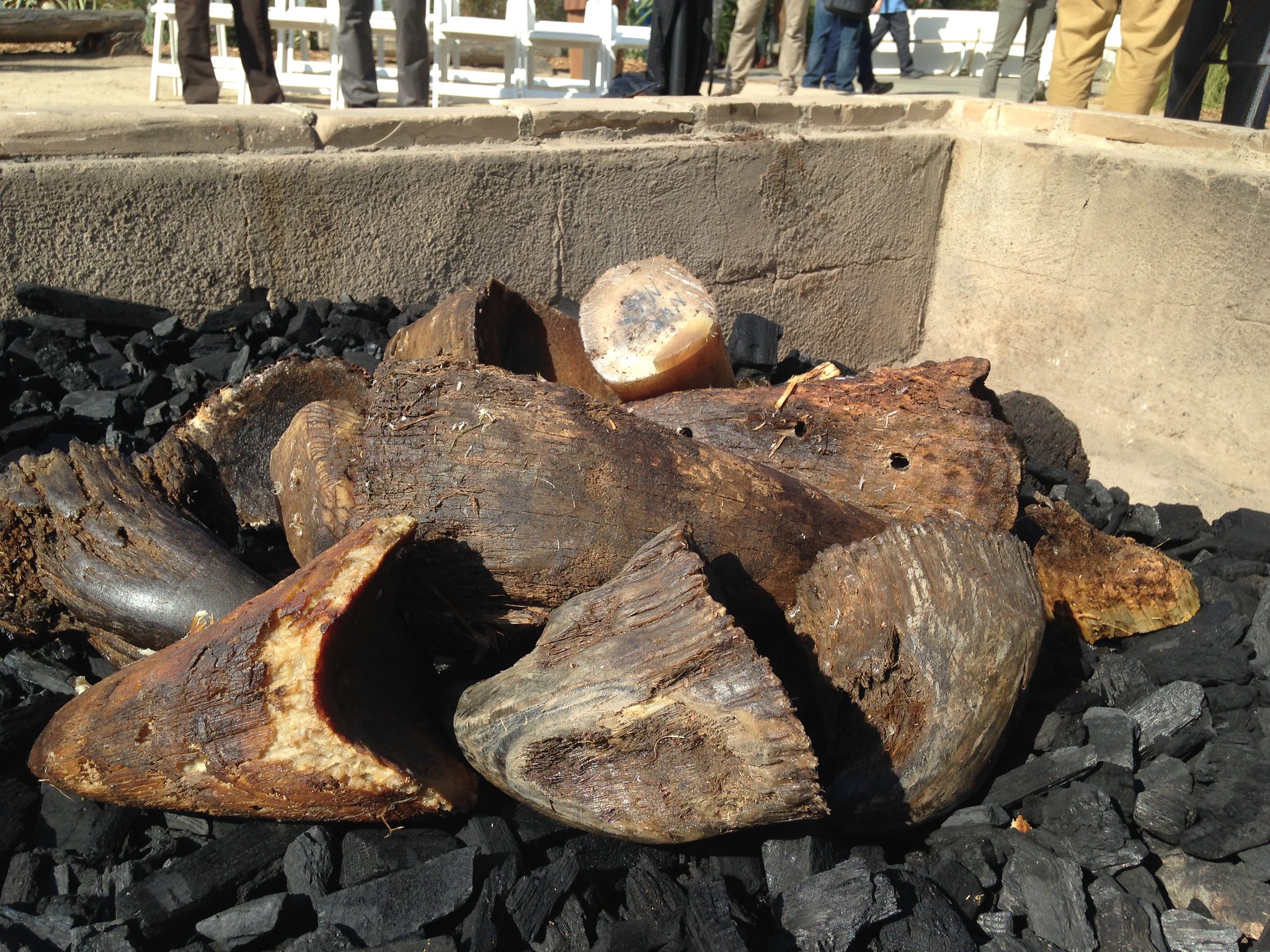 Confiscated rhino horns. 