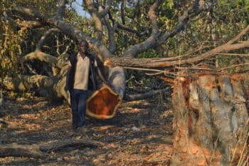 Farmer Ignatius Kakompe standing by a pod mahogany tree felled recently by illegal loggers.
