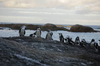 African penguins are now an Endangered species and listed as in need of urgent conservation action. Image by Petro Kotze.