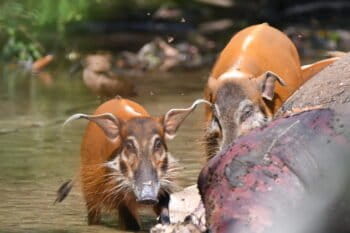 Red river hogs (Potamochoerus porcus) scavenging at a poached elephant's carcass, Nouabalé-Ndoki National Park. Image by otomops, via Wikicommons (CC BY 4.0)