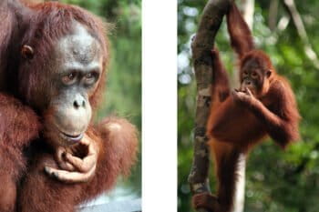 Ex-captive orangutans at Camp Leaky in Central Kalimantan, Indonesia. Photos by Rhett A. Butler