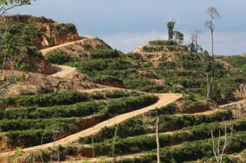 Deforestation for oil palm plantation in Sarawak.