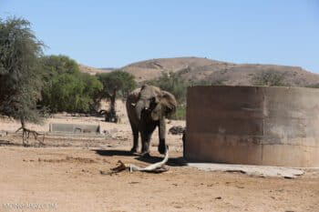 An elephant from Africa