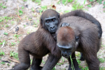 Two young gorillas play in Gabon. Experts say humans' and gorillas' shared used of medicinal plants highlights the interconnectedness between humans and other apes. Image by Rhett A. Butler/Mongabay.