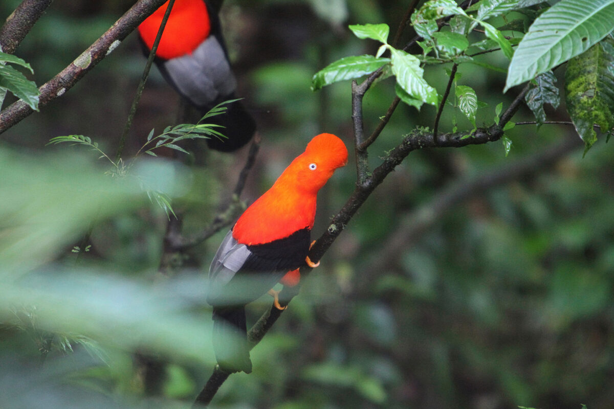 Andean Cock-of-the-rock (Rupicola peruvianus). Photo by Rhett A. Butler
