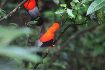 Andean Cock-of-the-rock (Rupicola peruvianus). Photo by Rhett A. Butler
