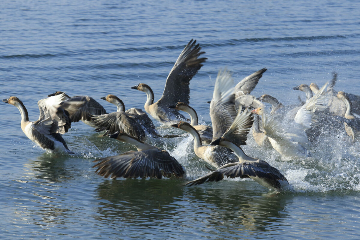 Global wetlands conference results in resolutions for restoration & protection