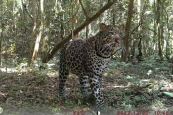 A leopard pauses in front of one of Tossens' camera traps, set in an FSC-certified logging concession in the northern Republic of Congo. Her research found that leopards live at the same density in this carefully-managed concession as a nearby national park. Image by Sarah Tossens.