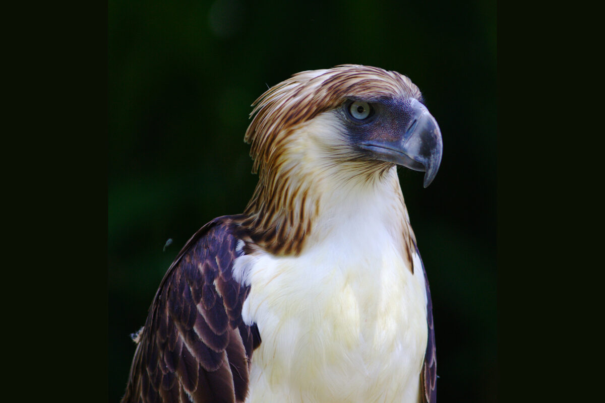 A Philippine eagle.