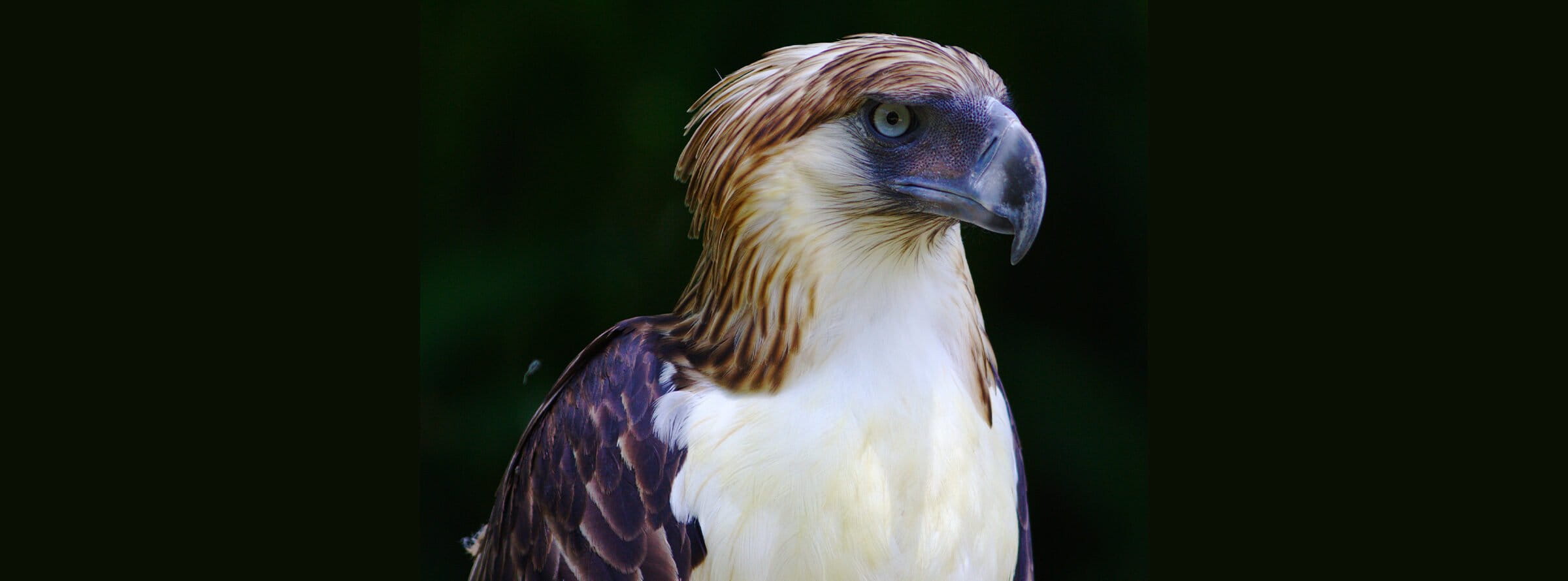 A Philippine eagle.