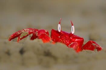 A red ghost crab in Teknaf.
