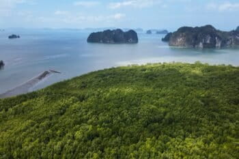 Mangroves in Thailand