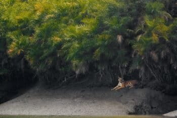 A tiger in the Sundarbans.