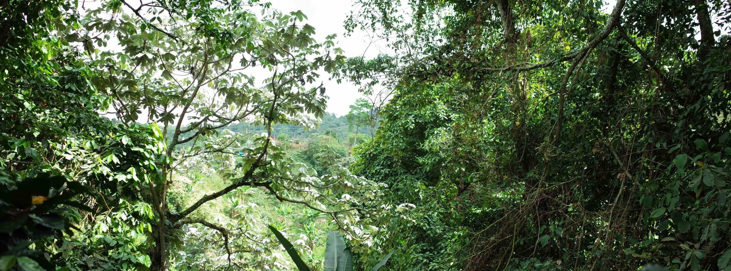 Canopy coverage over a coffee farm in Los Farallones de Cali, Colombia. Image by Alex Reep for Mongabay.