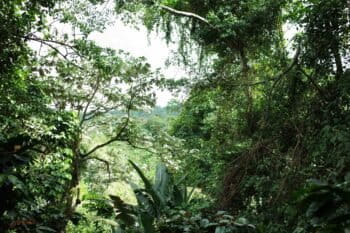 Canopy coverage over a coffee farm in Los Farallones de Cali, Colombia. Image by Alex Reep for Mongabay.