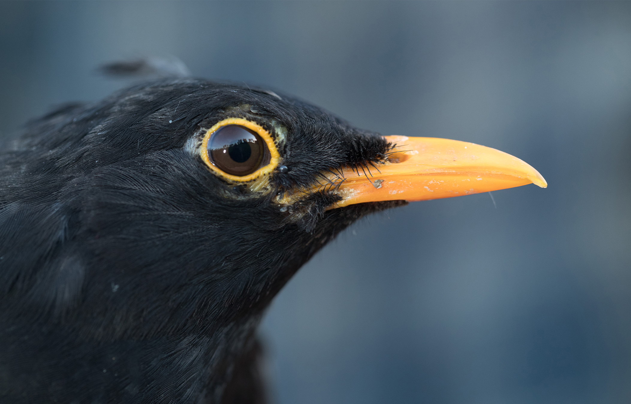 New study upends common belief that birds escape winter to save energy, image size:2105x1350