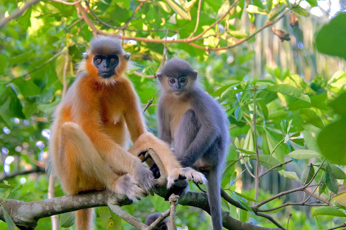 The genetically confirmed hybrid (right) with its capped langur mother at Satchari National Park.