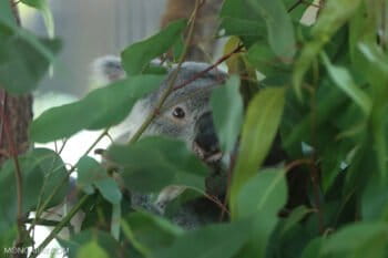 Banner image of a koala by Rhett A. Butler/Mongabay.