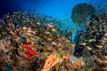 Fish at a coral reef in the Red Sea, Sharm el Sheikh, Egypt.