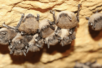 Little brown bats shows symptoms of White-nose Syndrome in Canoe Creek Mine in Pennsylvania. Photo courtesy of Michael Schirmacher/ Bat Conservation International