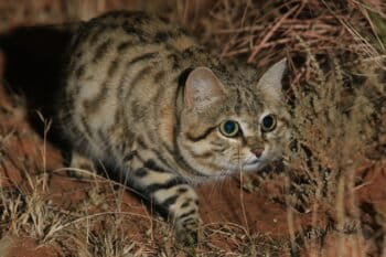Hamba_ASliwa. A male black-footed cat stalking prey in winter 2019. Black-footed cats eat mostly small mammals and birds. Their keen sight and agility mean they are extremely successful hunters. Photo by Alexander Sliwa.
