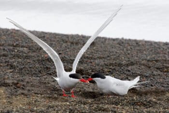 Antarctic terns (Sterna vittata)