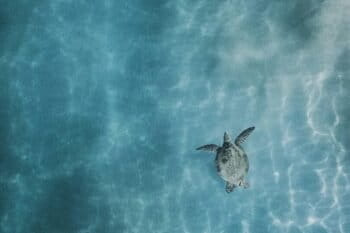 Sea turtle swimming off Kihei, Hawai'i. Image courtesy of Mitch Meyers via Unsplash.