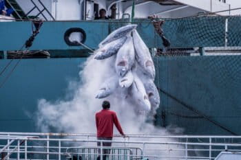 Frozen tuna are transferred from the a Taiwanese longliner to a Panama-flagged reefer that was based in Tokyo, Japan. The transfer took place in the middle of the Atlantic Ocean in 2019. Image © Tommy Trenchard / Greenpeace
